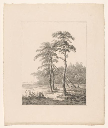 Trees on a plain before a forest