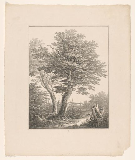 Trees and broken tree trunks