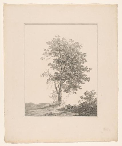 Tree in a meadow