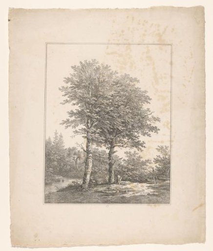 Two trees by a fence
