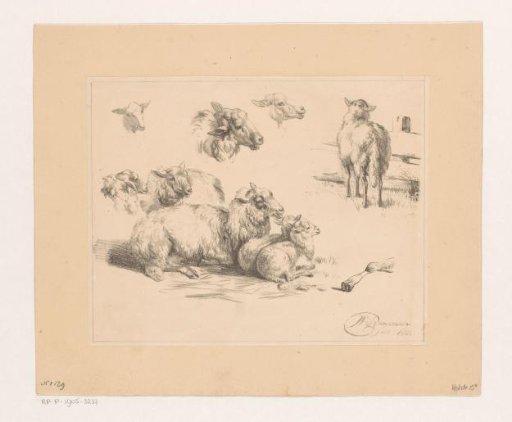 Study sheet with sheep