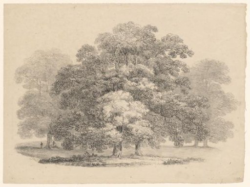 Oak trees
