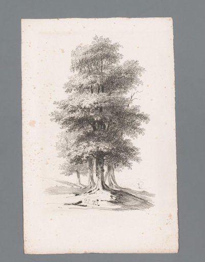 Group of five trees
