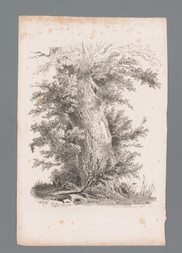 Trunk of a tree