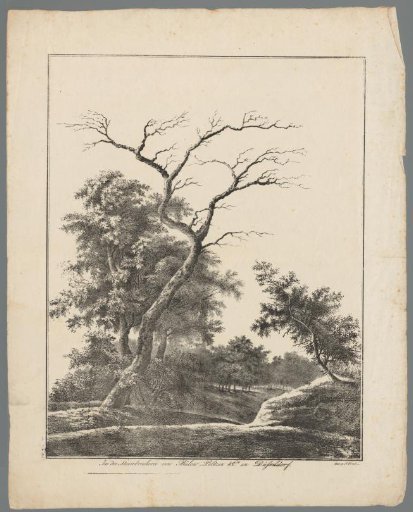 Wooded landscape