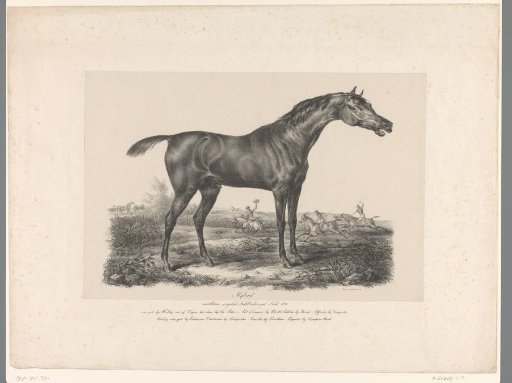 Startled Horse