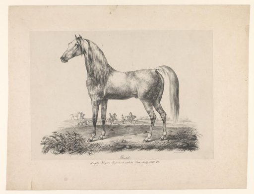 Horse