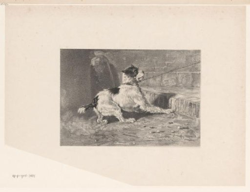 A Fearful Dog on a Leash