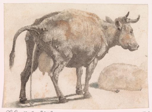 Urinating cow