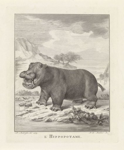 Hippopotamus