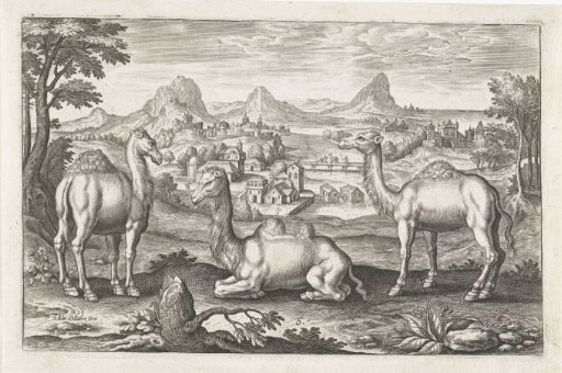 Dromedaries and a camel