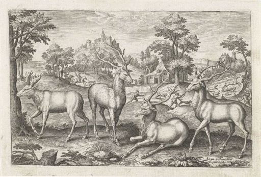 Deer