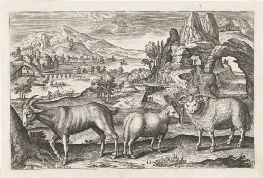 Buck and sheep