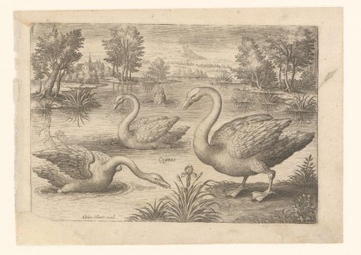 Four swans in a pond