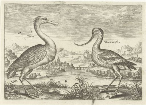 Two wading birds in a river landscape