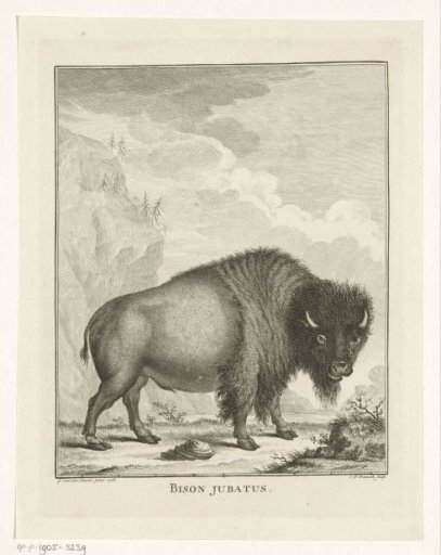 Bison