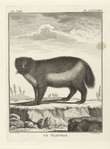 Vulture