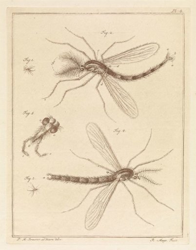 Plume moth