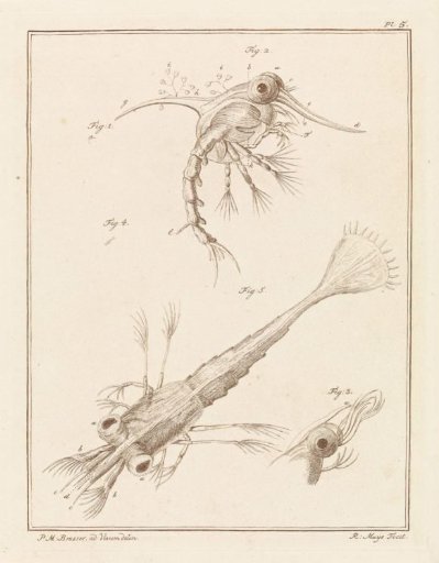 Two developmental stages of the shore crab larva