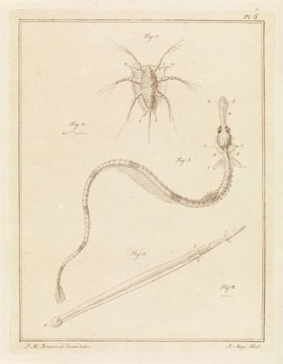 Common barnacle, great pipefish, and an arrow worm species