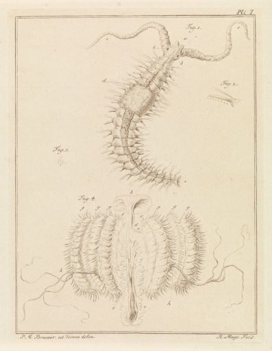 Fan worm and a rib jellyfish