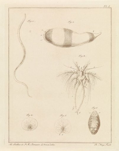 Various sea creatures