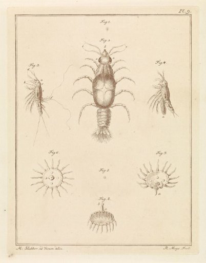 Various sea creatures