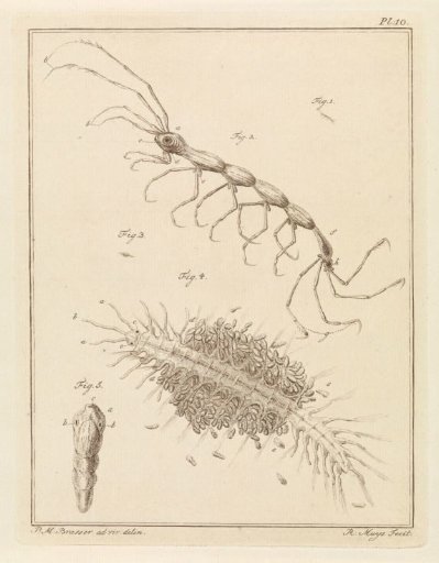 Terebellid worm and a bristle worm