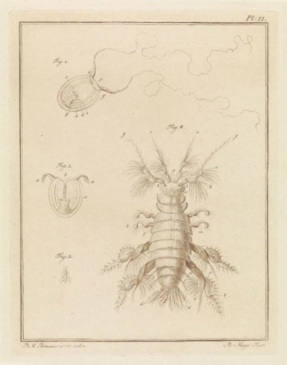 Polyp jellyfish and a sand flea