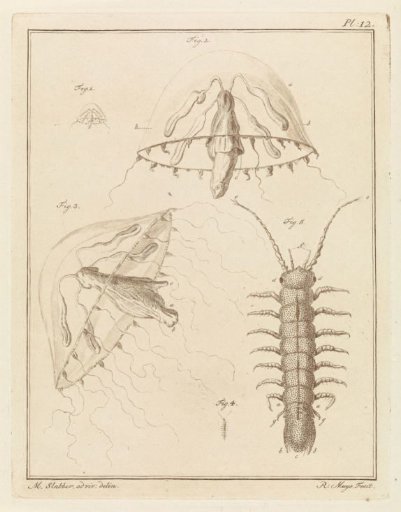 Leptomedusa and a brackish water isopod