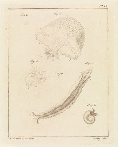 Various sea creatures