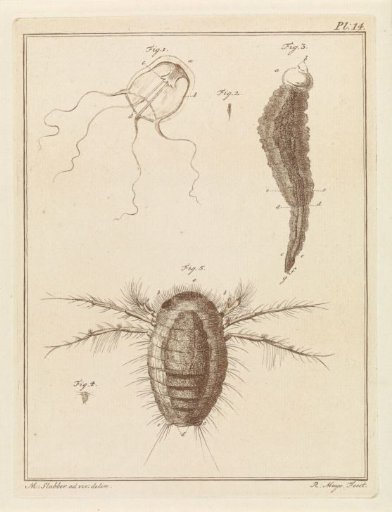 Various sea creatures