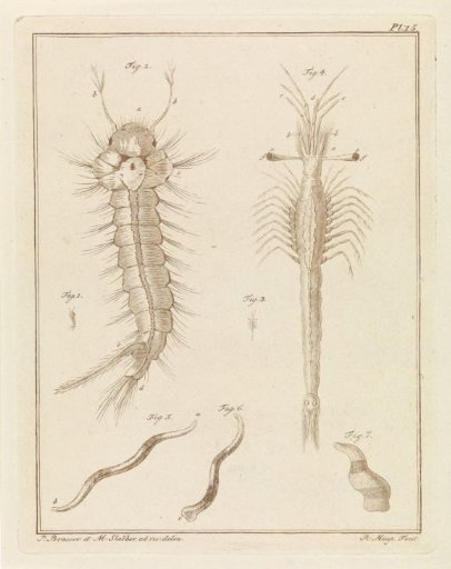 Mosquito, Slabber's trumpet-eyed fish, and a worm