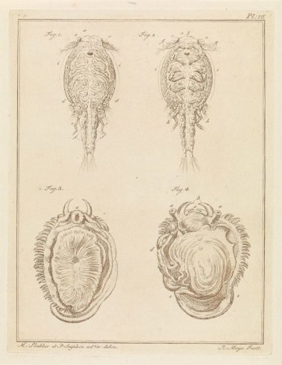 Crustacean and mollusk