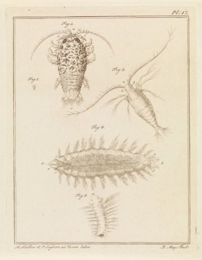Agate isopod, copepod, and bristle worm