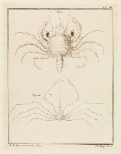Shore crab and an arrow crab species