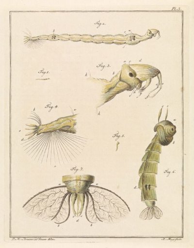 Plume moth larva