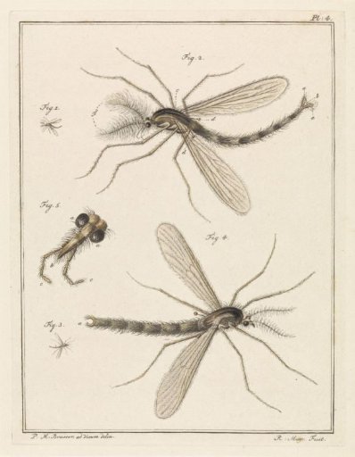 Plume moth