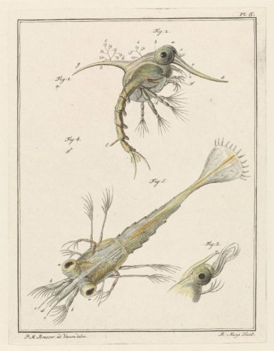Two developmental stages of the shore crab larva