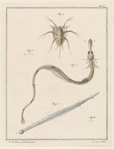 Common barnacle, great pipefish, and an arrow worm species