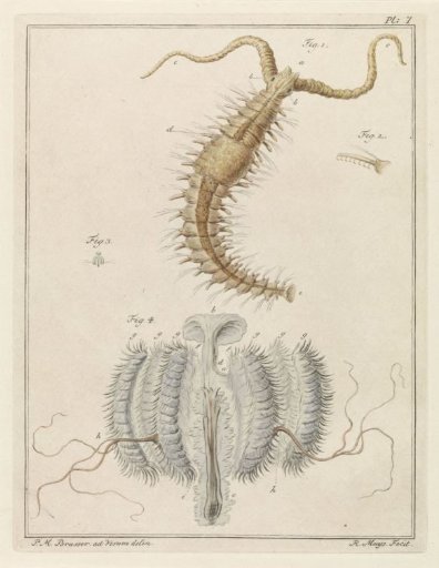 Fan worm and a rib jellyfish