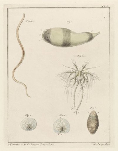 Various sea creatures