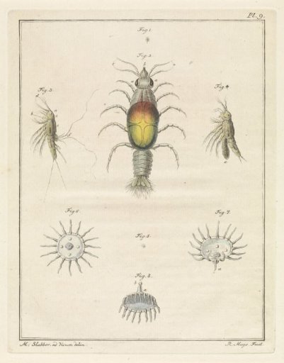 Various sea creatures