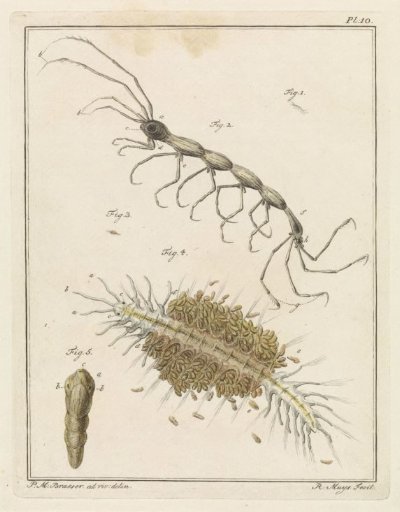 Terebellid worm and a bristle worm