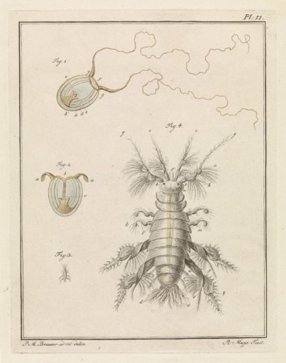 Polyp jellyfish and a sand flea