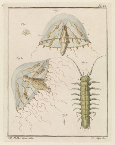 Leptomedusa and a brackish water isopod
