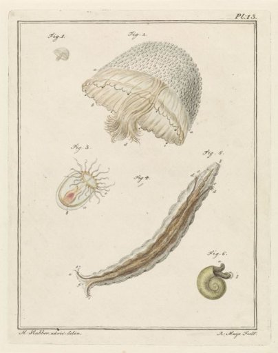 Various sea creatures