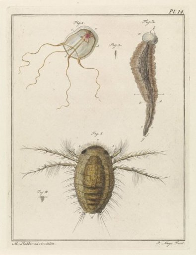 Various sea creatures