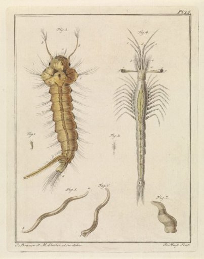 Mosquito, Slabber's trumpet-eyed fish, and a worm