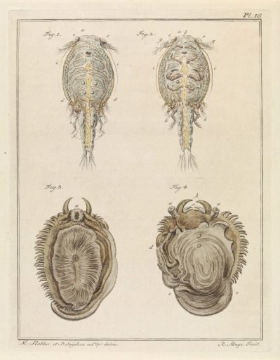 Crustacean and mollusk